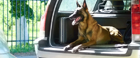 oogsten Knorretje streep Hoe vervoer je veilig een hond in de wagen? | Touring
