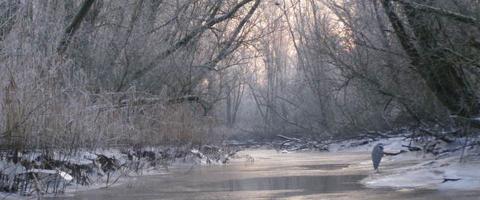 L'hiver aux Pays-Bas: Dordrecht et le Biesbosch