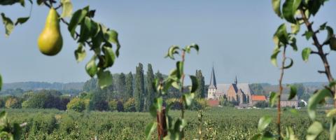 Hesbaye Limbourg Saint-Trond