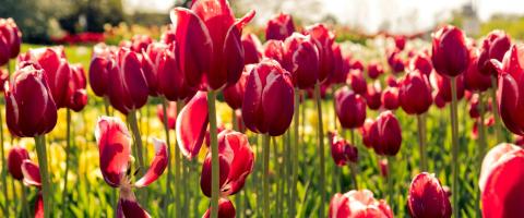 Nederland, Tulpen