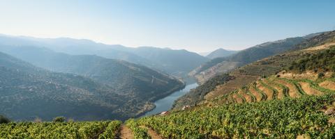 Portugal, vignobles dans la vallée du Douro
