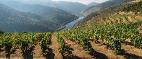 Portugal, wijngaardvelden in de Dourovalei