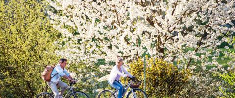 twee fietsers rijden voor een boom in bloei met witte bloempjes