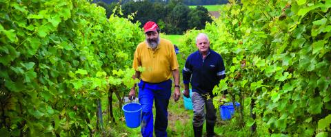 Namur-Namen-viticulture 2