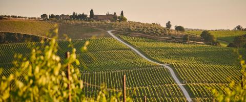 een wijngaard in de Chianti-streek van Toscane, Italië