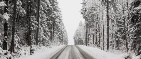 Hiver: route rectiligne enneigée bordée d'arbres hauts recouverts de neige.