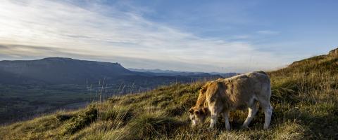 Vache en train de paître dans un pré verdoyant dans les montagnes.