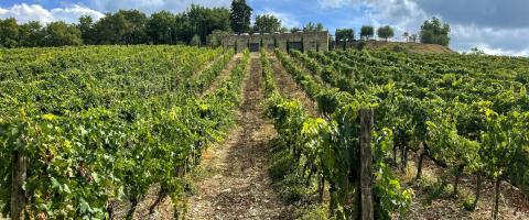 Italie, Vignobles en Toscane