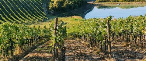Italie, vignobles en Toscane