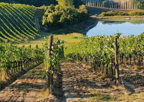 Italie, vignobles en Toscane