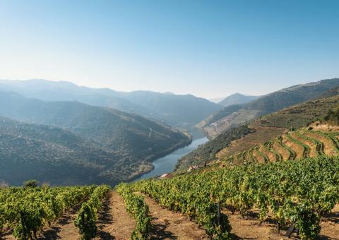Portugal, vignobles dans la vallée du Douro