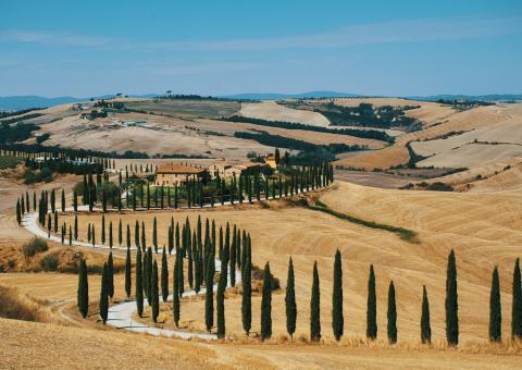 Une rangée d'arbres au milieu d'un champ
