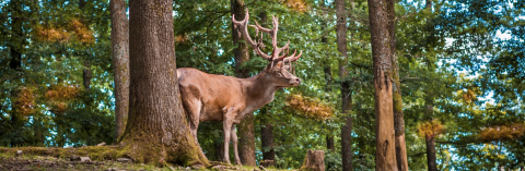 Herfstvakantie 2020