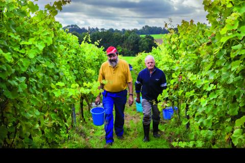 Namur-Namen-viticulture 2