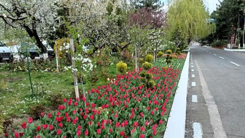 tulipes au bord de la route publique
