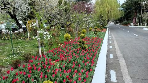 tulpen naast de openbare weg