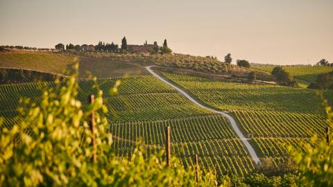 een wijngaard in de Chianti-streek van Toscane, Italië
