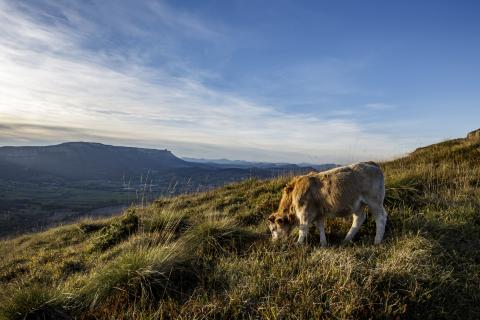 Vache en train de paître dans un pré verdoyant dans les montagnes.