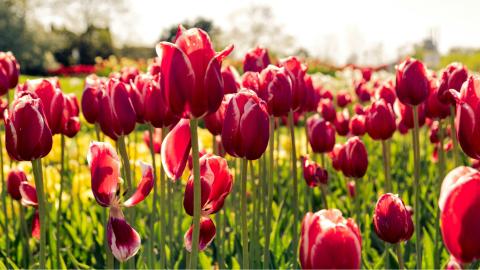 Pays-Bas, tulipes
