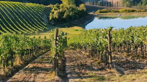 Italië Toscane wijngaarden