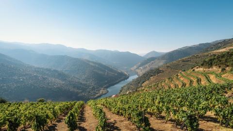 Portugal, vignobles dans la vallée du Douro