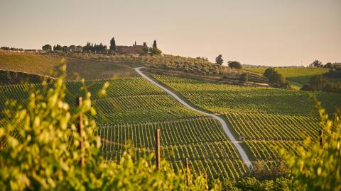 paysage de vignoble italien au coucher du soleil, en Toscane