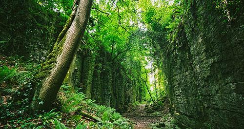 The Glen