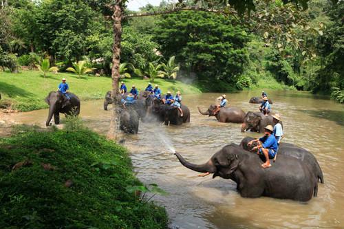 thailand olifant